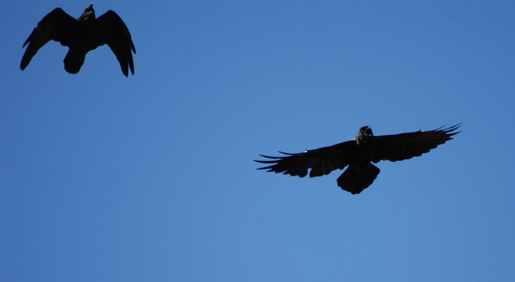 Corvus corax [gara di acrobazia (amorosa?)]